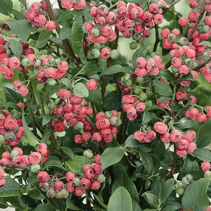 Blueberry Pink Lemonade - Compact Shrub, Edible Berries (30-50cm Height Including Pot)