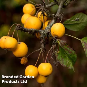 Grow Your Own Fruit  Malus (Crab Apple) Butterball (MM106) 1 Bare Root