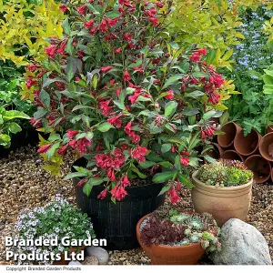 Weigela Camouflage Shrub - 9cm Potted Plant x 1