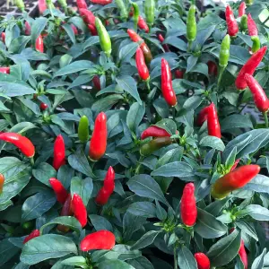 Chilli Pepper Quick Fire F1 1 Seed Packet