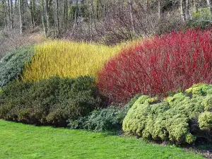 5 Red Dogwood 2-3ft Hedging Plants,Beautiful Red Bark Cornus Alba Sibirica 3FATPIGS