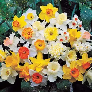 Mixed Daffodils Flowering Bulbs - Diverse 25kg Pack