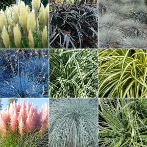 Grass Plant Mix - Beautiful Collection of Outdoor Plants, Ideal for UK Gardens, 9cm Pots (3 Pack)