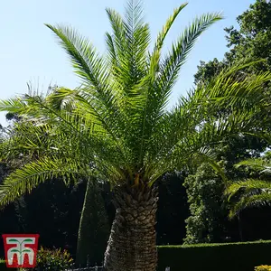 3 x Phoenix Canary Palm Tree 1.5 Litre Potted Plant - Tropical Style - Ideal for Patio Containers