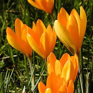 Crocus 'Large flowered Yellow' 30 bulbs Size 7/8 Autumn Bulbs for Planting Now UK Gardens Spring Bulbs