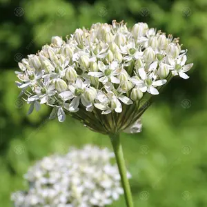 Allium Nigrum Flowering Bulbs - Striking Monochrome Blooms (100 Pack)