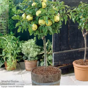 Dwarf Patio Apple Tree - Apple (Malus) Mini Yellow Golden 9cm Potted Plant x 1