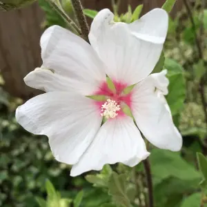 Lavatera Barnsley 3 Litre Potted Plant x 1