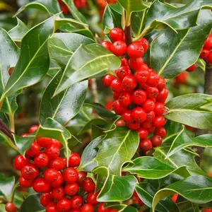 J.C. Van Tol English Holly Outdoor Shrub Plant Ilex Aquifolium 3L Pot