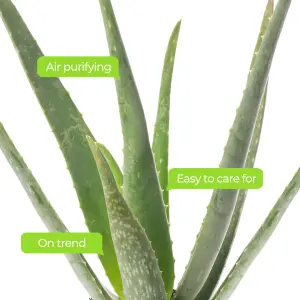 Aloe Vera - Low-Maintenance Indoor Succulent Plant for Home Décor (60-70cm Height Including Pot)