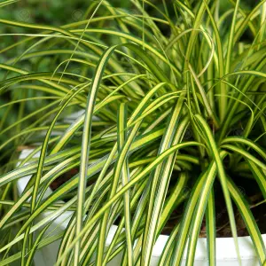 Carex Eversheen - Golden-Yellow Foliage, Evergreen, Hardy (20-30cm Height Including Pot)