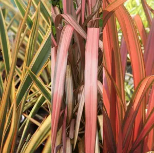 3 x Phormium Mix Including Vars. Flamingo, Golden Ray, Maori Maiden in 9cm Pots