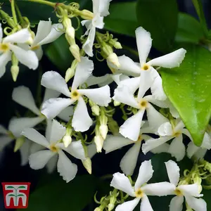 Trachelospermum Jasminoides (Jasmine Tuscani) 9cm Potted Plant x 3