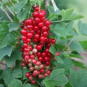 Redcurrant Jonkheer van Tets Fruit Bush Ribes Fruiting Shrub Plant 3L Pot