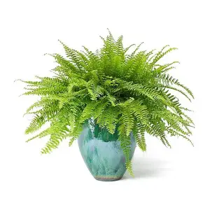 Boston Fern - Nephrolepis Exaltata - Bushy Indoor Plant in 12cm Pot