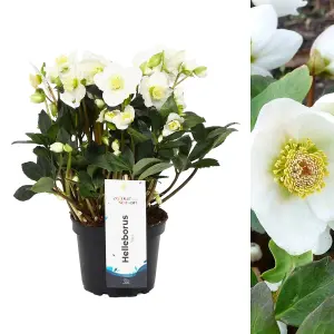 White Helleborus Christmas Rose Plant in 13cm Pot - Autumn Winter Flowering Shrub Ready to Plant