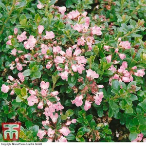 Escallonia Apple Blossom 3.5 Litre Potted Plant x 2