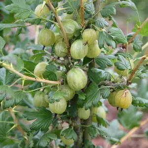 Gooseberry Invicta Fruit Bush Ribes Fruiting Berry Shrub Plant Bare Root