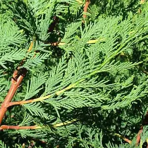 Leylandii Green - Fast-Growing Evergreen Conifer Hedging, Hardy and Low Maintenance (20-40cm, 10 Plants)