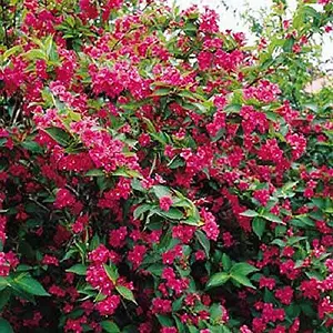 Weigela Bristol Ruby Shrub 3-4ft Large Supplied in a 3 Litre Pot