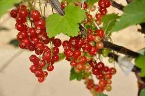 Lincolnshire Fruits Jonkheer Van Tets Potted 3 Litre Red Currants