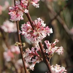 Viburnum Charles Lamont - Fragrant Flowering Shrub, Pink Blossoms (20-30cm Height Including Pot)