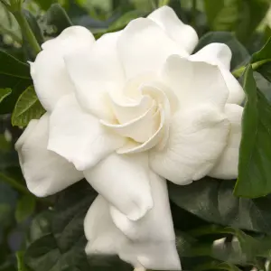 Gardenia jasminoides: Fragrant White Blooms, Indoor Elegance (25-35cm)