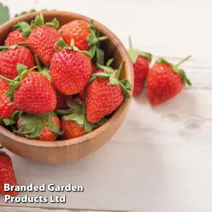 Strawberry Summer Breeze Trio - 9 x 9cm Potted Plants (3 of each variety)