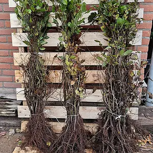 Hornbeam Hedge Carpinus betulus Set of 50 Bare Root Hedges 60-90cm