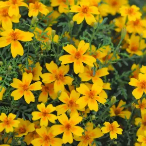 Tagetes Golden Gem 1 Seed Packet