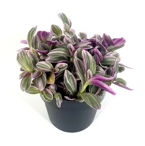 House Plant - Wandering Dude - Sweetness - 10 cm Pot size - 10-20 cm Tall - Tradescantia Albiflora - Indoor Plant