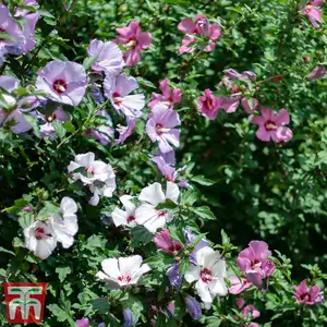 Hibiscus Tricolour 21cm Potted Plant x 2