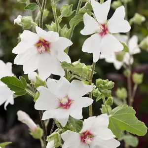 Lavatera Silver Barnsley - Elegant White Blooms, Outdoor Plant (15-30cm Height Including Pot)