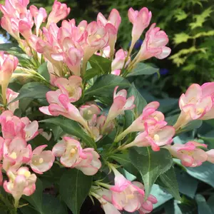 All Summer Peach Outdoor Shrub Plant Weigela 2L Pot