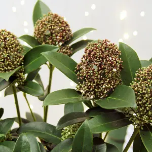 Skimmia Fragrant Cloud Plant in 2L Pot with Hessian Gift Wrap - Evergreen Outdoor Shrub - Easy to Grow Christmas Gardening Gift