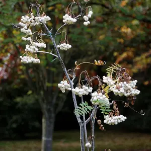 Sorbus Cashmiriana Tree - Kashmir Rowan, White Flowers and Berries, Hardy (5-6ft)