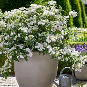 Hydrangea macrophylla Runaway Bride (13cm Potted Plant) 1 Litre Potted Plant x 1