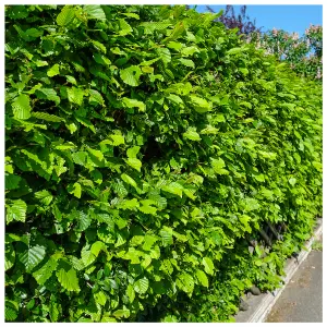 10 Native Hornbeam Hedging Plants 40-60cm Trees Hedge,2ft,Good For Wet Ground 3FATPIGS