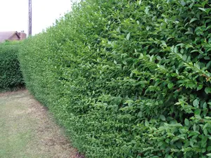 35 Green Privet Hedging Plants Ligustrum Hedge 30-50cm, Dense Evergreen, Potted, 3fatpigs