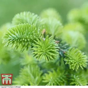 Abies Korean Fir Tree - 2 Bare Root Plants