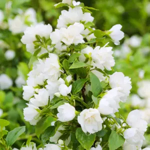 Philadelphus Snowbelle Garden Shrub - Fragrant White Flowers, Deciduous, Compact Size, Hardy (15-30cm Height Including Pot)