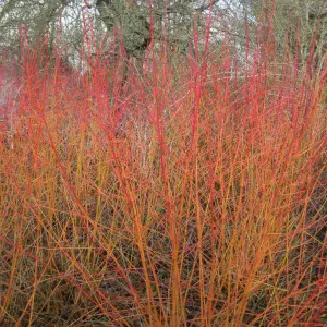 Cornus Midwinter Fire Garden Shrub - Striking Winter Bark, Compact Size, Attracts Pollinators (20-30cm Height Including Pot)