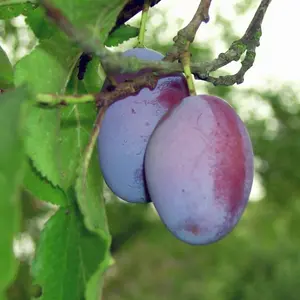 Opal Plum Tree 4-5ft Tall, Self-Fertile, Tasty & Sweet, Ready to Fruit 3FATPIGS