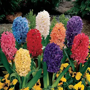 Pack of 15 Mixed Indoor/Outdoor Hyacinth Bulbs