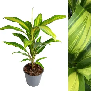 Cordyline Fruticose Kiwi Lemon Lime - Good Luck Plant in 12cm 30-40cm in Height