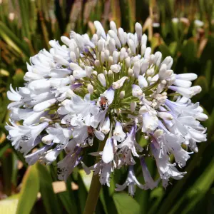 Agapanthus Arctic Star - Striking White Flowers, Low Maintenance, Ideal for UK Gardens (20-30cm Height Including Pot)