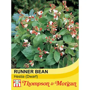 Runner Bean Hestia (Dwarf) 1 Seed Packet (20 Seeds)