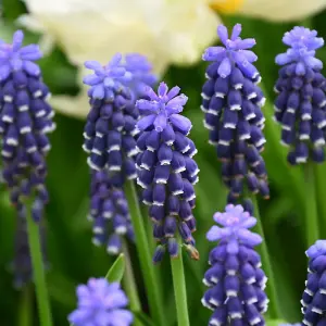 Carbeth Plants - 100 x Muscari Grape Hyacinth Night Eyes Spring Bulbs - Blue Spring Flowering Perennials - UK Hardy Low Maintenanc