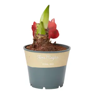 Verve Amaryllis in Assorted Plastic Grow pot 14cm