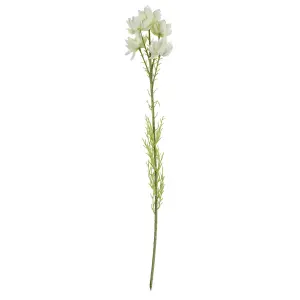 60cm White Starflower Stem - 5 Flowers